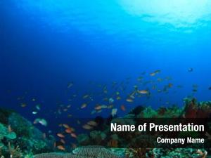 Fiji Wall PowerPoint Templates - Fiji Wall PowerPoint Backgrounds ...