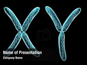 X y chromosome 