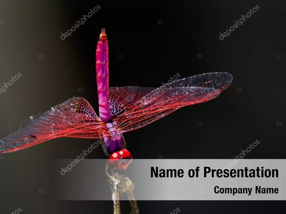 Pink Dragonfly
