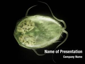 Giardia   PowerPoint Template