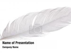 Goose light grey feather white