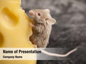 Mouse on the cheese 