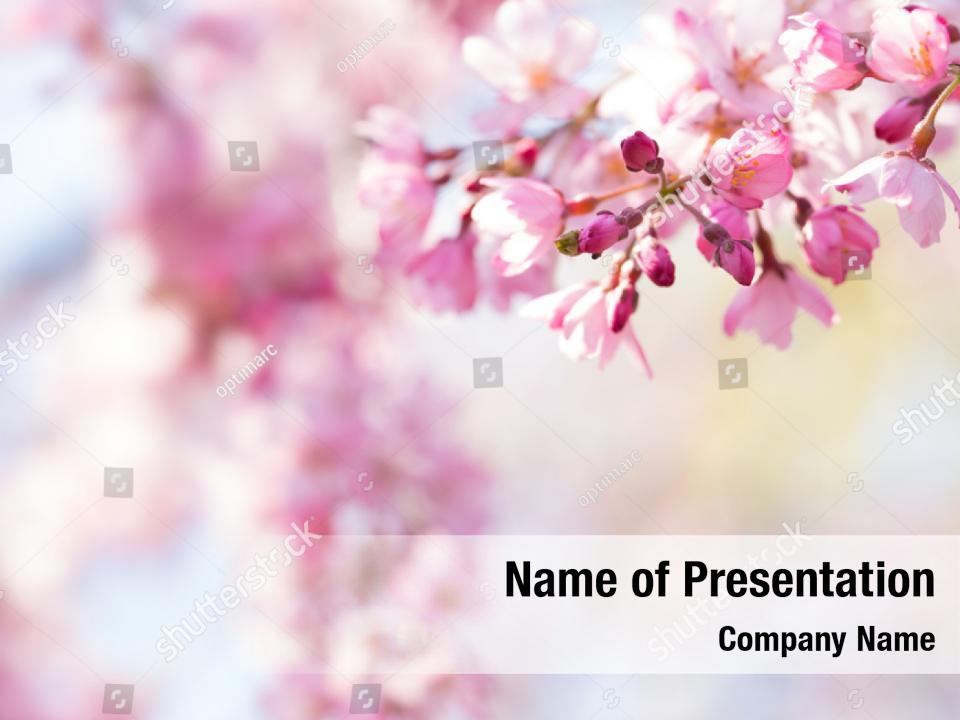 Spring Cherry Powerpoint Template Powerpoint Template Spring