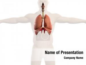 Respiratory system