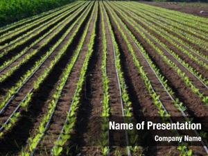 Irrigation lettuce field pipes  PowerPoint Template