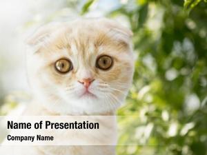 Animals / Pets PowerPoint Templates and Background - DigitalOfficePro