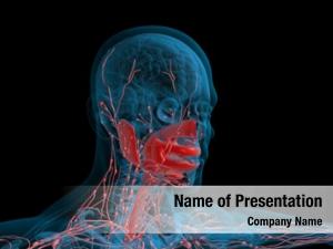 Human Muscle Anatomy PowerPoint Templates - Human Muscle Anatomy ...