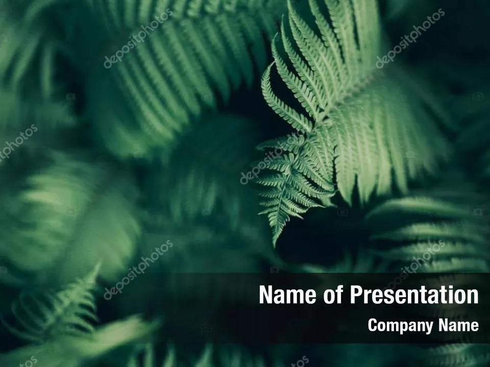 Fern Leaves
