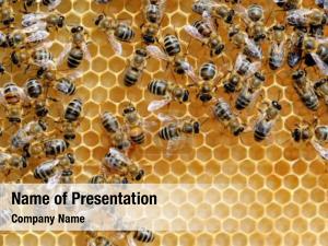 Cells and Bees PowerPoint Template