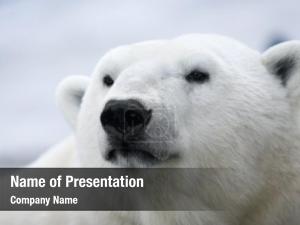 Polar Bear PowerPoint Template