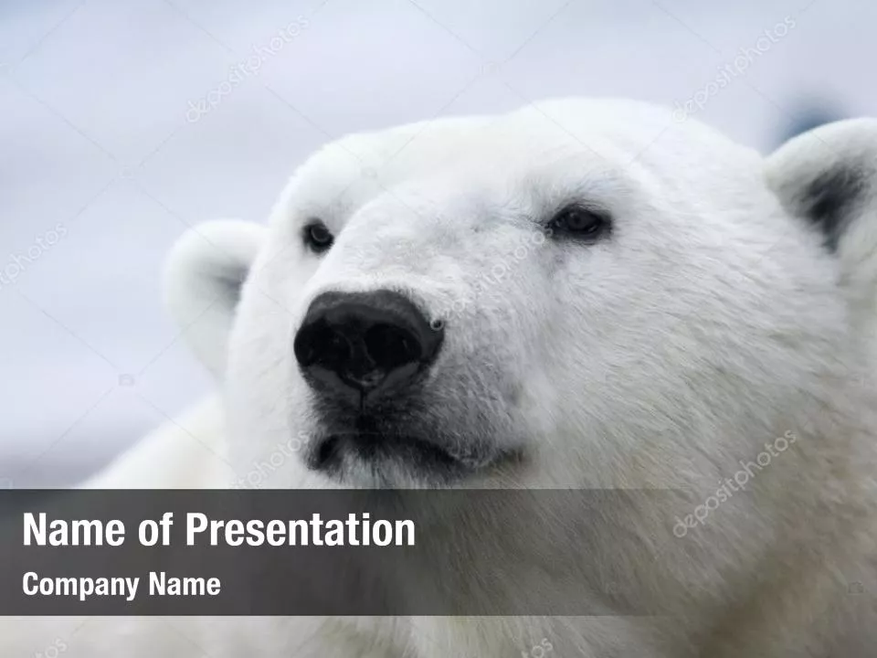 Polar Bear