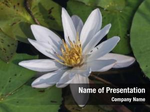 Water Lily PowerPoint Template
