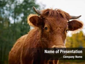 Cow PowerPoint Template