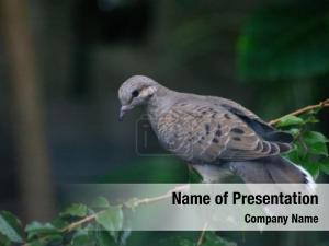 Gray Bird PowerPoint Template