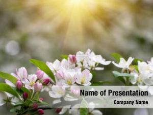 Bloom PowerPoint Template