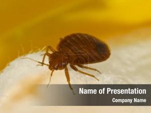 Bug PowerPoint Template