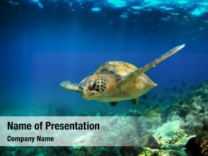 Marine Turtle PowerPoint Template
