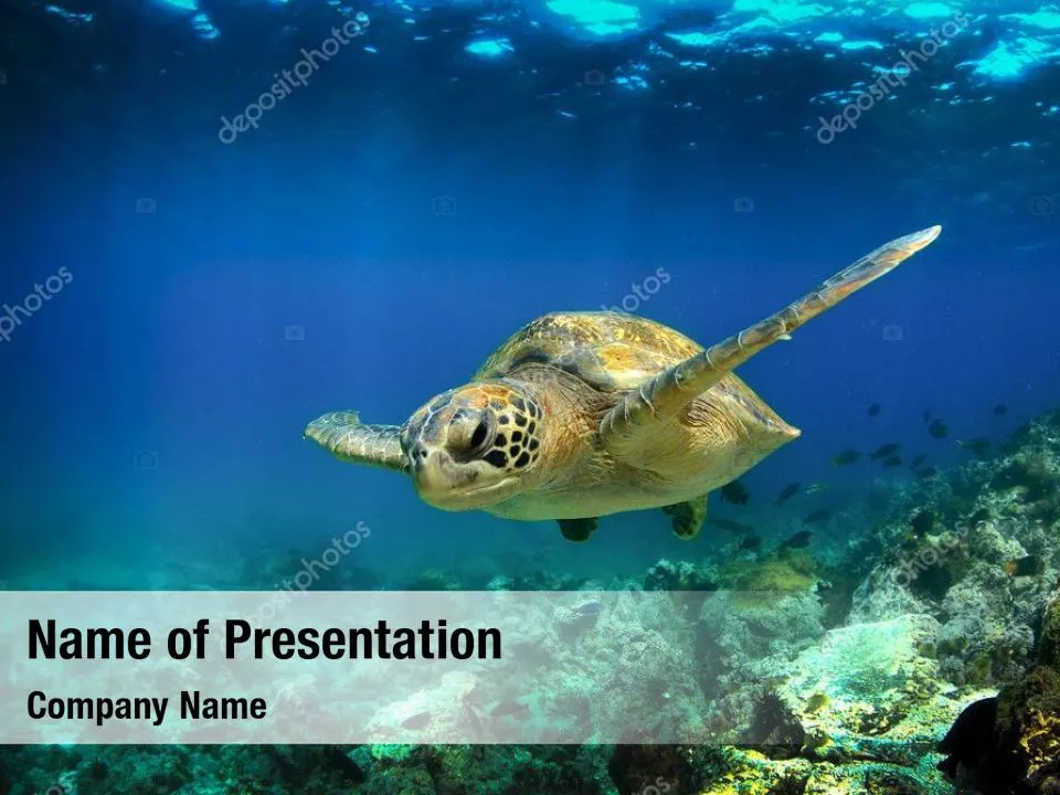 Marine Turtle