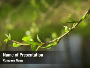 Green Branch PowerPoint Template
