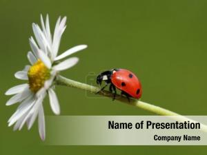 Ladybug PowerPoint Template