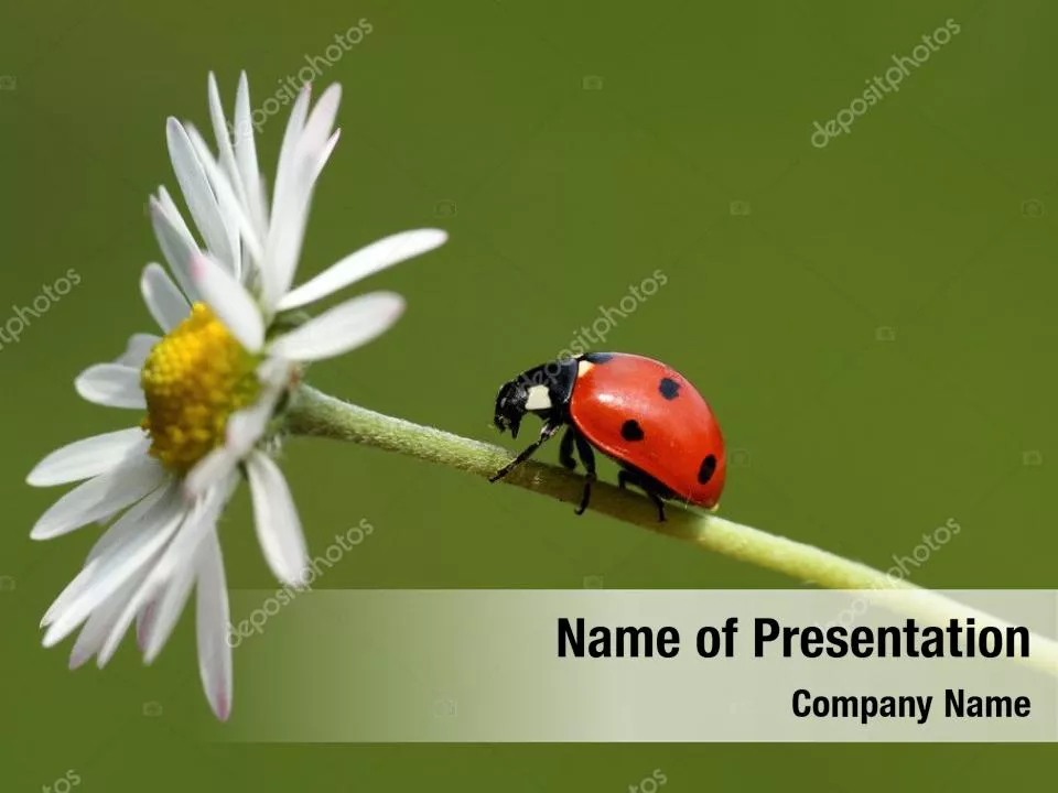 Ladybug