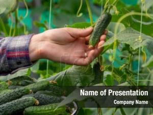 Cucumber in a Man Hand PowerPoint Template
