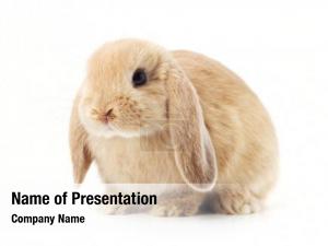 Rabbit PowerPoint Template