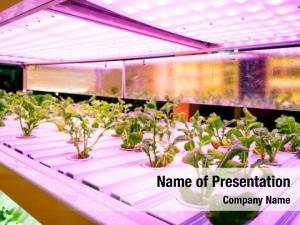 Modern Hydroponics PowerPoint Template