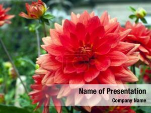DAHLIA 