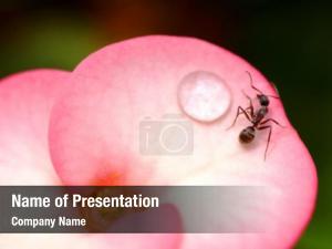 Spring Ant