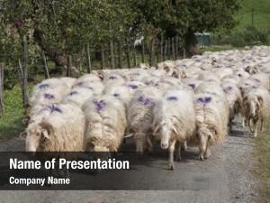Flock of Sheep PowerPoint Template
