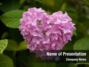 Blooming Heart PowerPoint Template