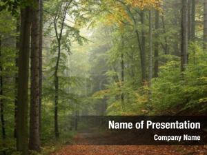 Enchanted Forest