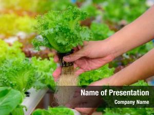 Hydroponics PowerPoint Template