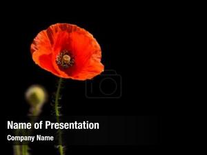 Poppy PowerPoint Template
