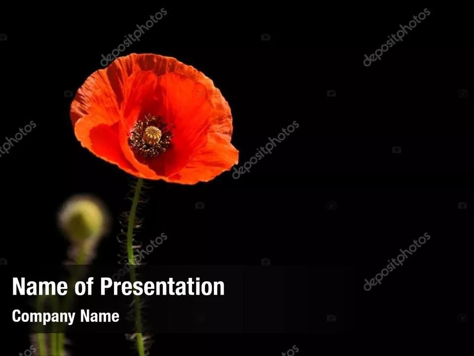 Poppy