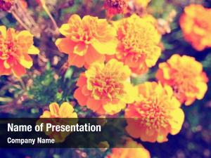 Bright Flower PowerPoint Template