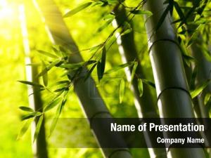 Green Bamboo PowerPoint Template