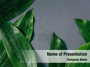 Green Freshness PowerPoint Template