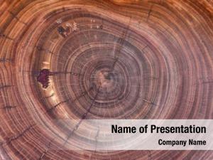 Wooden Growth Rings PowerPoint Template
