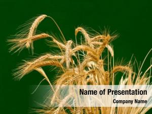 Wheats PowerPoint Template