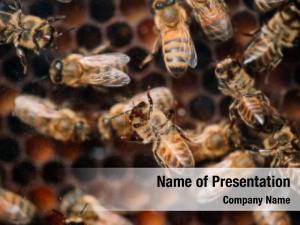 Honey Production PowerPoint Template