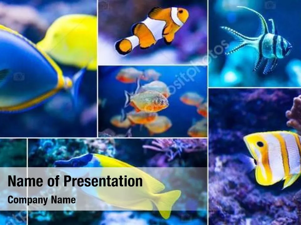 Tropical Fish Collage