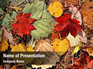 Leaf Litter PowerPoint Template