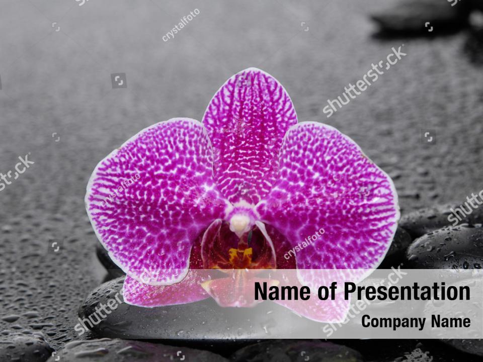 Beautiful zen stones orchid PowerPoint Template Beautiful zen stones