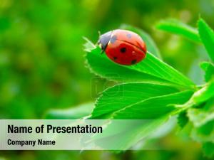 Ladybird on Leaf