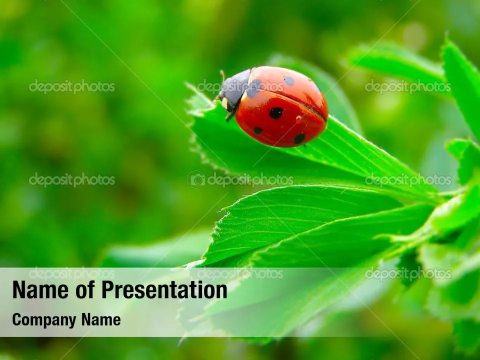 Ladybird on Leaf