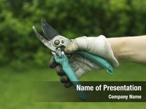 Hand In Glove Holding Scissors PowerPoint Template