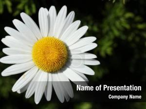 Ox eye Daisy Camomile