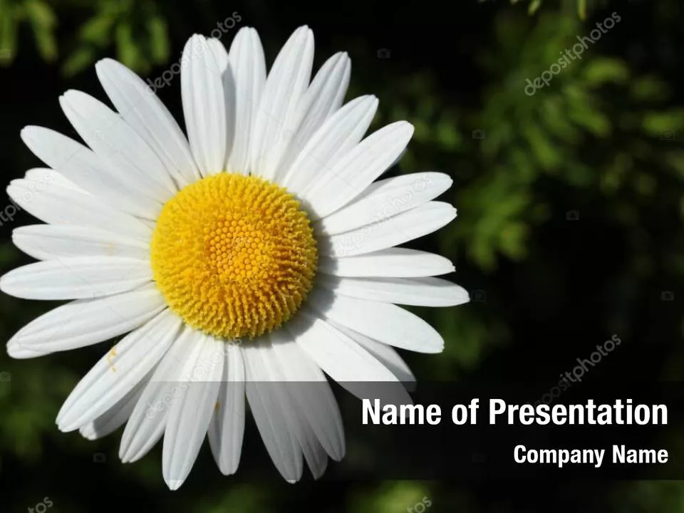 Ox eye Daisy Camomile